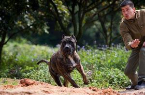Top 3 Dog Breeds That Can Kill: Chinese Champion Dogs Make the List - Being Bitten Can Result in Serious Injury or Death