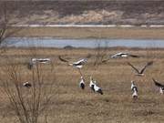 Over 1,000 Migratory Birds Visit Ji'an Nine Towns Provincial Nature Reserve