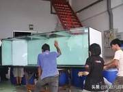 3-Meter Fish Tank 'Gold' Theme Mixed Breeding