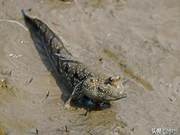 Fish That Can Leave Water and Walk on Land