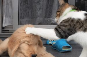 Dog Raised by a Cat: Despite Being Beaten as a Puppy, Still Loses to the Cat as an Adult