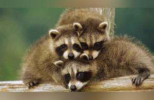 A Cute Raccoon Can Make You Sick! Sharp Claws Carry Rabies