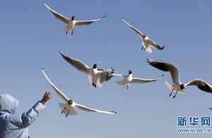 Spring in the Steppe: Gathering of Gulls