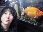 A Woman in the United States Raises a Giant Goldfish, Measuring 30 cm and Still Growing