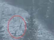 Heavy Snow Weather Occurs in Ili, Wild Yellow Sheep Spotted