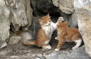 Ten-Year-Old Girl Witnesses Cat Slaughter, and She Creates a Novel (Part 2)