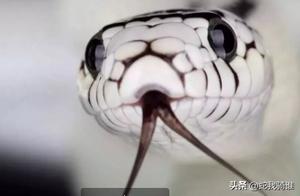 California Kingsnake is Not Only Non-Venomous but Also the Nemesis of Venomous Snakes