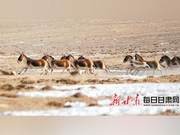 Photo News: Wild Bactrian Camels and Tibetan Antelopes Running Across Hailigten Grassland in Aksu County