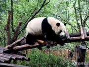 A Perfect Encounter with Giant Pandas – These National Treasures Are So Cute!
