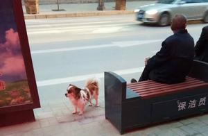 Secure Your Own Dog, Respect Others' Right to Peaceful Disturbance