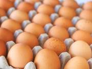One Egg a Day, Many Benefits