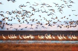 Dragon Lake Gathering of Thousands of Birds, CCTV Live