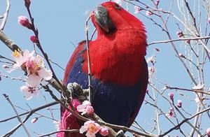 Parrots on a Mountain Peony Tree Branch