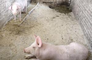 Pigs are often considered derogatory terms, but pigs are not as clumsy as they seem; pigs also have behavioral habits.
