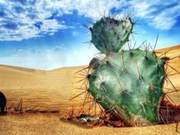 Why Can Camels Freely Nibble on Spine-Covered Cacti?