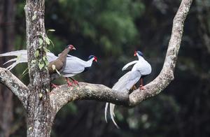 Beautiful Birds in Flight