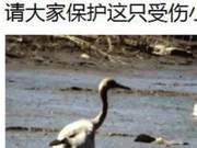 Please Protect This Injured Gray Crane Chick