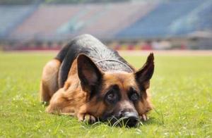What kind of punishment should be given to a German Shepherd that makes mistakes?