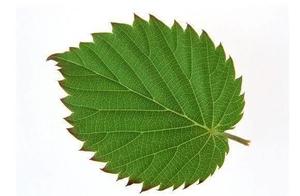 Psychological Test: Which Leaf Do You Find Most Beautiful? Find Out Your IQ
