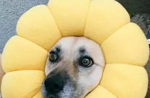 For the Master's Attention, Two Dogs Stage Petty Schemes