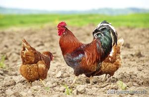 Guizhou Flavor Home-Style Dishes: How to Make Spicy Pepper and Chicken, with Rich Aroma and Fresh, Spicy Flavor