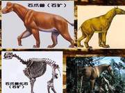 Shennongjia Forest District: Did a Prehistoric Animal, the '' (Ass-Headed Wolf), Reappear After 500,000 Years?