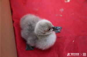Baby Swans Arrive at West Lake Hu in Hangzhou!