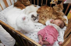 Four Maine Cats Gather Around Baby's Crib, Guarding Their Little Master, Also Possibly 'Bed Sharing'
