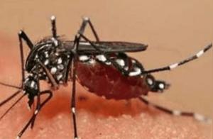‘Flower Mosquito’ Logs into Chinese Time Briefly, But Already Unbearable, Where Did It Come From?