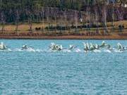 These Charming Spirits from the Mortal Realm Have Arrived in Huibei! Green Gold Lake Has Become a Fairy Tale.