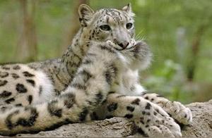 It is widely known that cats and tails are two different species