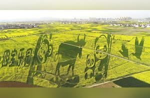 Rapeseed Flower Fields Reveal Qinling's Four Treasures