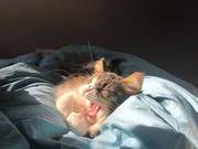Are Pet Doctor Bills Really ‘Expensive’?