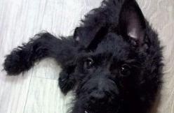 Believing I Had a Dapper Little Black Terrier, But Five Years Later, My Dog Became a Gray and Stylish Dog