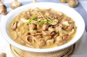 Recipes for Hydnr Mushroom, Fish Slices, Yama Mustard Seed Oil, and Squid