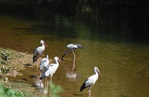 Critically Endangered Black-necked Storks Visit Gaodaha River Valley