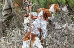 Americans believe that Pitbulls are not prestigious; it is this wolf-headed dog that is the first fierce dog, a hunting dog with a sheep's head and a dog's body.