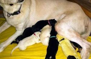 White Shepherd Puppy Gives Birth to ‘Fluorescent Baby’, Doctor’s Explanation is Hilarious
