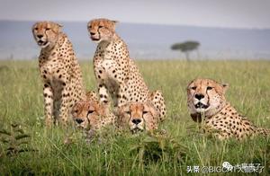 Watch Me Ride Horses and Shoot Arrows! The 'Lightning Five' Cheetahs Chase Gazelles Across the Grasslands, Staging a Life-and-Death Race