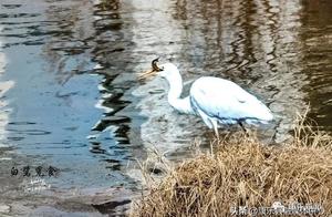 Rare! Over 30 Bird Nests and 70+ Gray Herons Spotted on a Tree