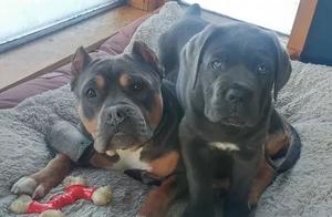 The Puppy Loves to Sit on Its Companion Until It Reaches 120 Pounds...