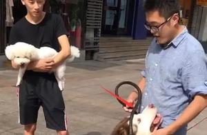 Seeing a Small Dog Being Carried, a 120-Pound Alaskan Malamute 'Flirting': 'Owner, Hug Me Too'