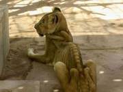 Where Does the Lion King Stand Now? Emaciated Lions Become Skin and Bones, Shocking Images Spark International Concern
