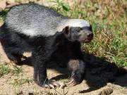 ‘Baldy’ Honey Badger Fearlessly Confronts Venomous Snakes, Even Eating Them as Food