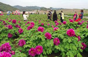 Dongyang: Flower Garden Blooms, Four Seasons of Beauty