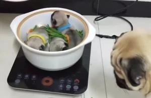 Woman Puts Puppy in Pot, Attempts ‘Play House’, But Overwhelmed by Mother Dog’s Actions