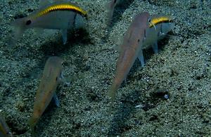 Water-Kissed Sea Fish (135): Red Dot Goatfish (Ambon)