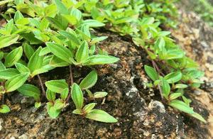 Dream of the Orchid - A Song of a Little Grass Growing in a Crack