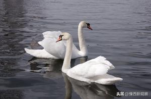 A Wounded White Swan Touches the Hearts of Sanmenxia Residents; Recovery Efforts Underway