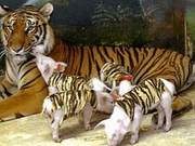 A Litter of Piglets in the Tiger Enclosure - Visitors Initially Worried, Then Realized It Was a Thoughtful Idea